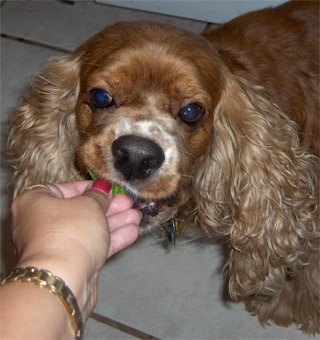 coco